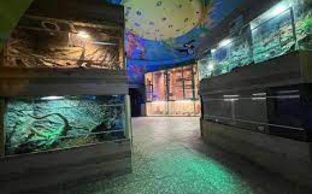 Улаанбаатар амьтны хүрээлэн Хүүхдийн парк дотор дахин ажиллаж эхэллээ