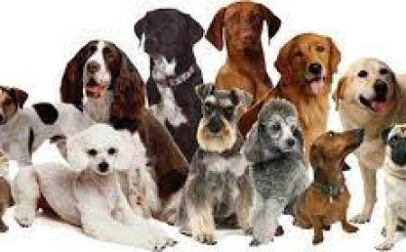 Хууль бусаар нядлах гэж байсан 226 нохойг аварлаа