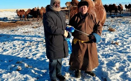 НҮБ-ын суурин төлөөлөгчид тэмээ бэлэглэжээ