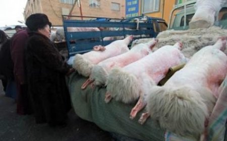 "Хүчит шонхор" захад сар шинийн ууц өвчүү худалдаанд гараад эхэлжээ