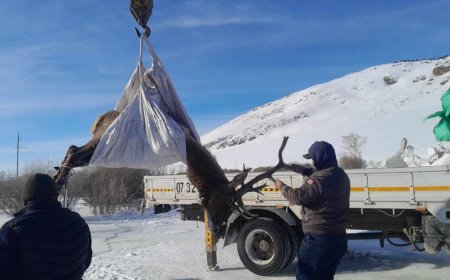 Хөл нь гэмтсэн халиун бугыг цагдаагийн дэд ахлагч Л.Сансар аварч, байгаль хамгаалагчийн асрамжид шилжүүллээ
