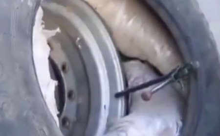 Чононы арьс дугуйндаа хийж Эрээний хилээр нэврүүлэхийг завдсан хэрэг гарчээ