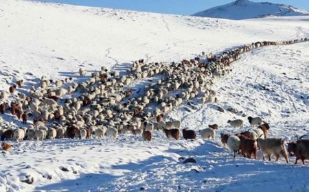 Хониндоо яваад сураггүй болсон 13 настай хүүг эсэн мэнд олжээ