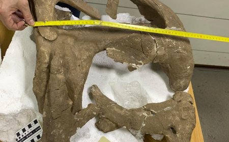 ШУУРХАЙ: Махчин Динозаврын толгойн ясыг БНХАУ-ын иргэдэд худалдан борлуулахыг завдсан хэрэг гарлаа