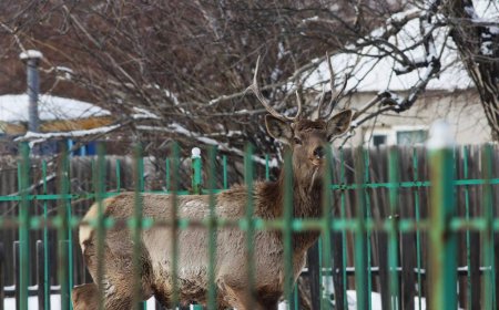 Идэш тэжээл хайсан халиун буга, бор гөрөөс, зээрийн сүрэг нийслэлд орж ирэх болжээ