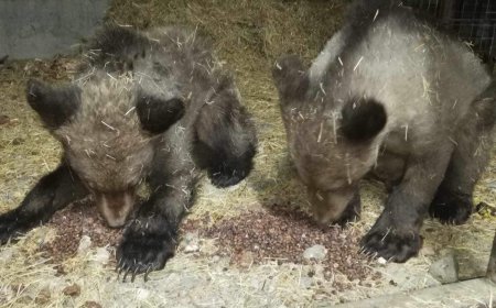 Байгаль хамгаалагчдын тэжээсэн хоёр бамбарууш нэг сар унтаад  сэржээ
