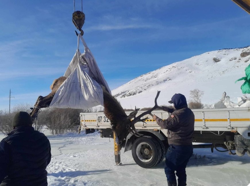 Хөл нь гэмтсэн халиун бугыг цагдаагийн дэд ахлагч Л.Сансар аварч, байгаль хамгаалагчийн асрамжид шилжүүллээ