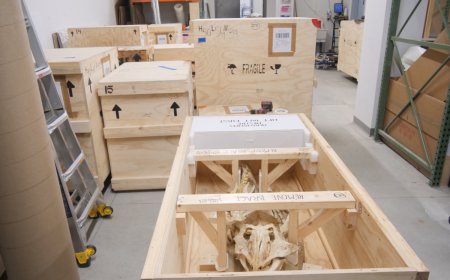 АНУ-д хураагдсан соёлын өв болох үлэг гүрвэлийн олдворуудыг Монгол руу тээвэрлэж эхэлжээ