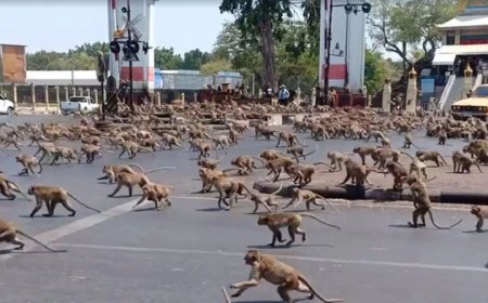 Тайландын хот сармагчны сүрэг эзлэгдэж, жуулчид дайжив