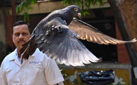 "Хятадын тагнуул" гэж сэжиглэн найман сар хоригдсон тагтааг суллажээ