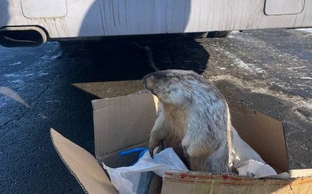 Нэг тарвага хууль бусаар агнавал 1.1 саяын торгуультай