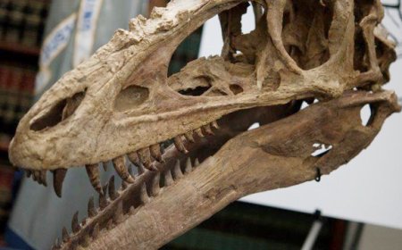 44 см өндөртэй үлэг гүрвэлийн ясыг өндөр үнээр борлуулах гэж байсныг илрүүлжээ