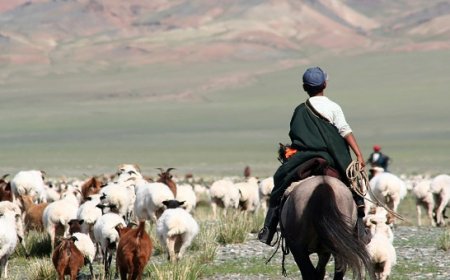 18-34 насны гэрлээгүй малчдын 88% нь эрэгтэйчүүд байна