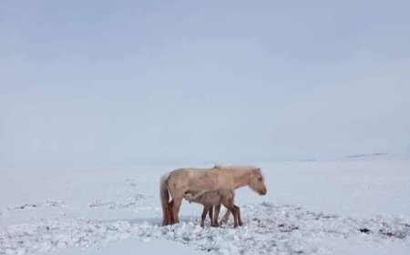 Луу жилийн анхны "ажнай" мэндэлжээ
