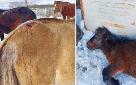 Айлын  хашаа руу орж өвс идлээ  хэмээн уурсан  адуу сүхээр цохиж алсан  хэрэг гарчээ