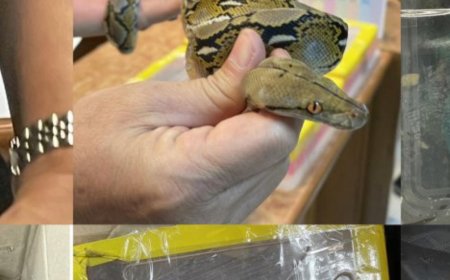 Зэрэг амьтныг хууль бусаар гаргах гэж байсан монгол залуу хил дээр саатуулагджээ