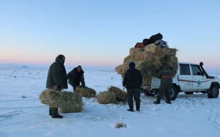 Зэрлэг амьтдад зориулж өвс, хужир шүү тавьж өгчээ