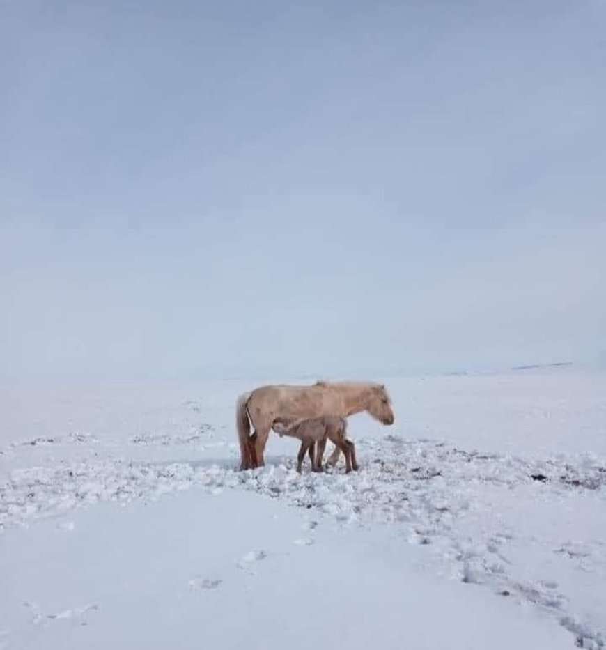 Луу жилийн анхны "ажнай" мэндэлжээ