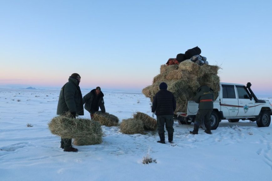 Зэрлэг амьтдад зориулж өвс, хужир шүү тавьж өгчээ