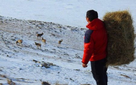 Зэрлэг амьтдад өвс, тэжээл бэлтгэх хандивын аян зохион байгуулж байна