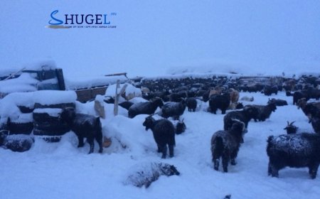 ОБЕГ-ын хандивын дансанд 3.3 тэрбум төгрөг цуглажээ