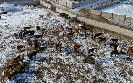 УЛААНБААТАРЫН  МАЛ АЖ АХУЙ ЭРХЛЭХИЙГ ХОРИГЛОСОН БҮСЭЭС МАЛ ГАРГАЖ БАЙНА