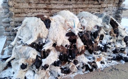 Малын хорогдол 4.7 саяд хүрчээ