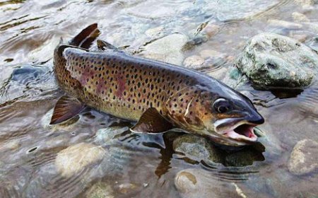 Хэрлэн голд зэвэг загас үржүүлэх ажлыг эхлүүлжээ