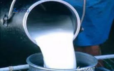 2.6 тэрбум төгрөгийг малчдад сүүний урамшуулал болгон олгожээ