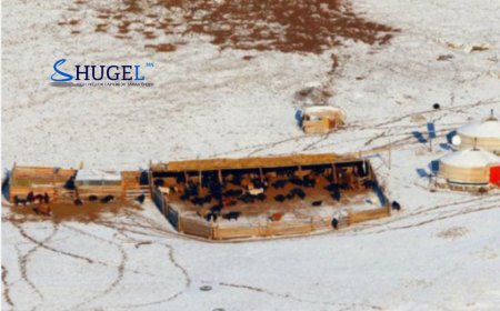 Аргал оруулж ирэхээр гараад сураггүй болсон хүүг айлаас эсэн мэнд олжээ