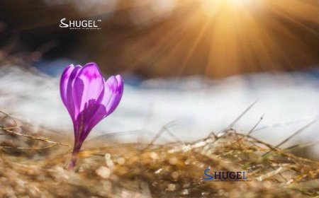 Ханш нээх улирал 15 цаг  15 минутанд эхэлнэ