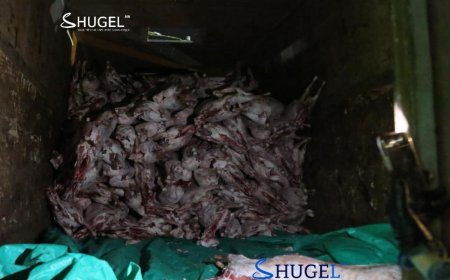 Орон нутгаас нийслэлд нийлүүлж буй малын махыг шалгахад олон зөрчил илэрчээ