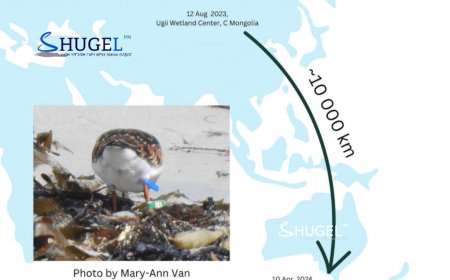 Өгий нуурт бөгжлөгдсөн "Алаг хайргач" шувуу анх удаа Өмнөд Австралиас бүртгэгдcэн байна