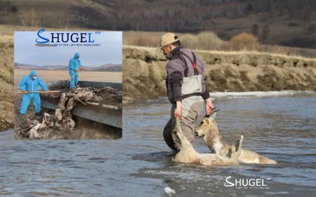 31 толгой цагаан зээрийг уснаас гаргаж, халдваргүйжүүлэн устгажээ