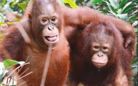 Ширэнгэн ойн ан амьтад аюултай вирусний голомт руу улам бүр ойртох болжээ