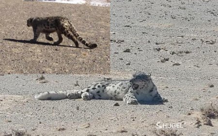 Шинээр эзэмшил нутгаа тогтоохоор явж байгаа Цоохор ирвэсийг  үргээж цуцаахгүй байхыг анхааруулав