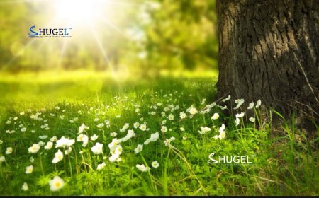 Улаанбаатарт өдөртөө 29 хэм дулаан