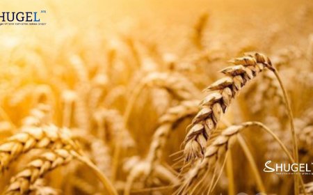 Буудай боловсрох улирал эхэллээ