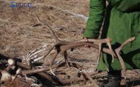 Бугын эвэр түүхээр ойд явсан иргэн баавгайд бариулж нас баржээ