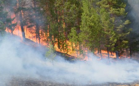 Хөвсгөл, Сүхбаатар аймагт түймэр гарчээ