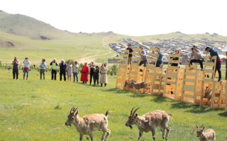 Дархан цаазат Булган ууланд 15 янгирыг дахин  сэргээн нутагшуулжээ