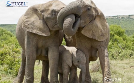 Хүнээс гадна хоорондоо  оноосон нэр хэрэглэдэг анхны амьтан заан болохыг тогтоолоо
