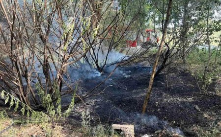 Улиас модны цагаан хөвөнг шатаахгүй байхыг анхааруулж байна