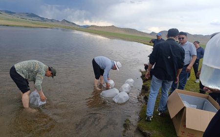 Идэр голын хиймэл нуурт зэвэг, хадран загасны 12,000 жарамгайг тавьжээ