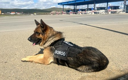 Эрэлч нохой "Бороо" 10 гаруй тарвага нуун нийслэл рүү оруулах гэж байсныг илрүүлжээ