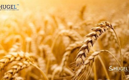 Нойтон цас орж, тариалангийн бүс нутгаар цочир хүйтэрч болзошгүйг анхааруулж байна