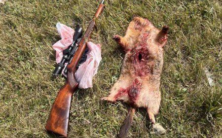 Дархан цаазат Богд ууланд хууль бусаар тарвага агнасан хэрэг гарчээ