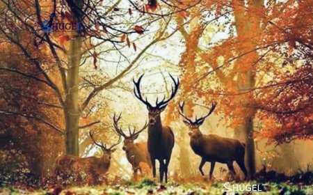 Улаанбаатарт өдөртөө 8 хэм дулаан