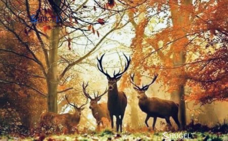 Улаанбаатарт 20 хэм дулаан