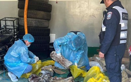 30 ширхэг нойтон тарвага тээвэрлэж явсныг илрүүлэв